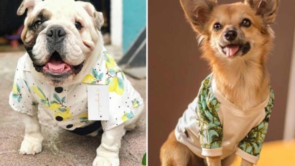 Ubicación y días de la paca de ropa para perros