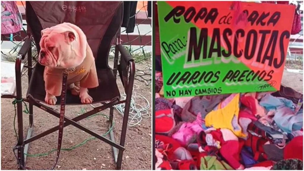 Ubicación y días de la paca de ropa para perros
