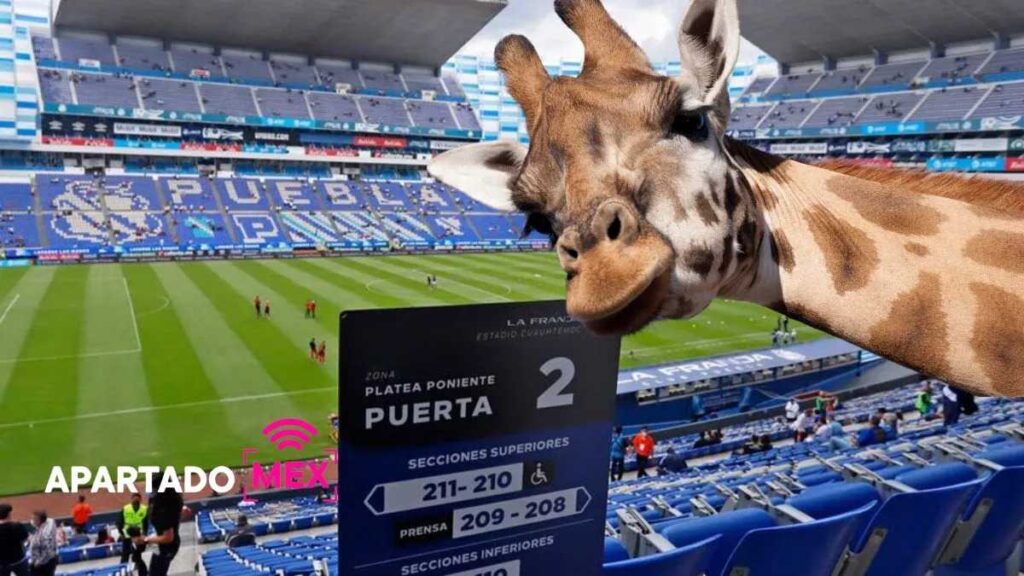 La jirafa Benito y su llegada a Puebla: memes