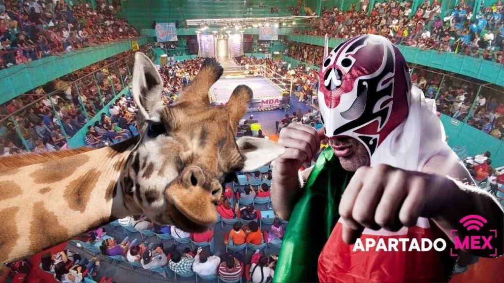 La jirafa Benito y su llegada a Puebla: memes