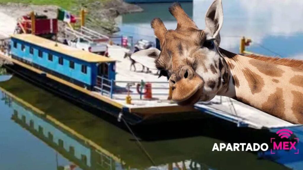 La jirafa Benito y su llegada a Puebla: memes