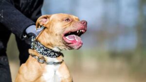 Pitbull mata a French Poodle frente a su dueña: Video